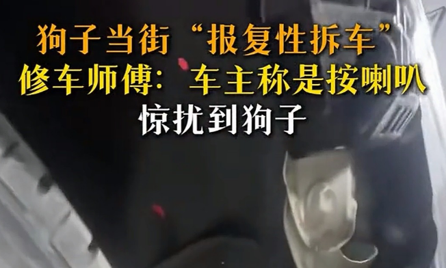 2026开年魔幻名场面！广东双狗为“爱情”拆车，车主欲哭无泪