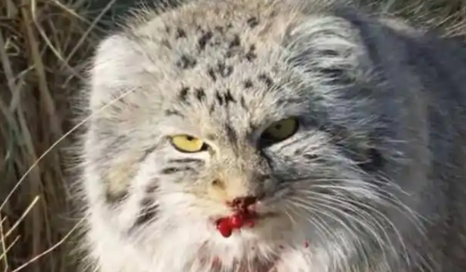 顶级保护动物兔狲被咬死，35%的猎杀竟来自家犬