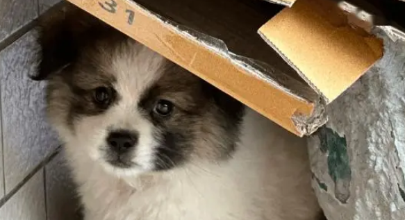 流浪狗误入小姐姐家门，被收养后开启幸福“狗生”