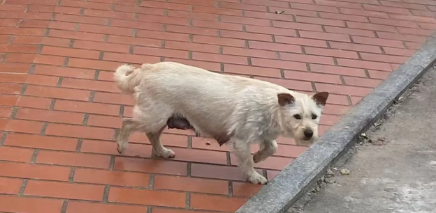 事发莆田一小区，流浪狗半个月内咬了3人！街道已介入