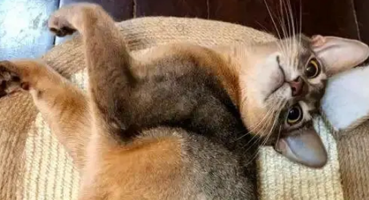 出差将阿比西尼亚猫托付给妈妈，一月后胖若两猫