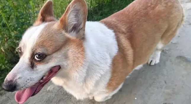 柯基误闯高速致堵塞，交警抓捕反被遛，汪：我走的是“基动”车道