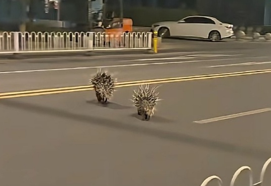 两只豪猪在南京街头“夜跑”，红山动物园：近日没有豪猪出逃