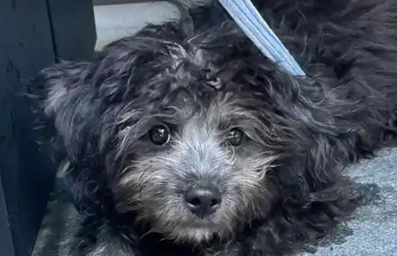 流浪泰迪被撵出门的48小时里，一场百万罚单的追捕正在启动