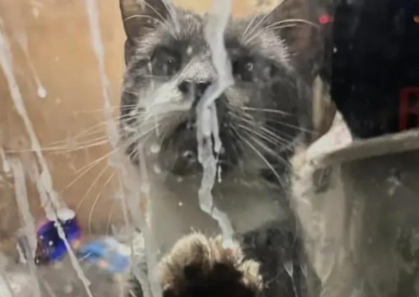 被困干洗店数月，猫咪饿成纸片