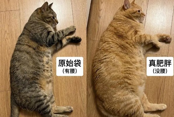 别再嫌你家猫有“小肚腩”了，那是它的顶级装备：原始袋！