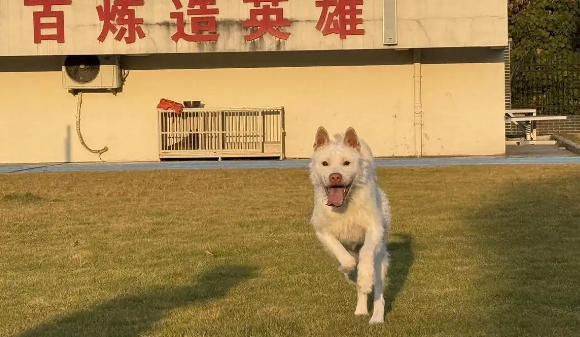 刚刚摘了山地追踪赛全国冠军的警犬来福：狗王爱吃鸡，但绝不乱咬鸡鸭