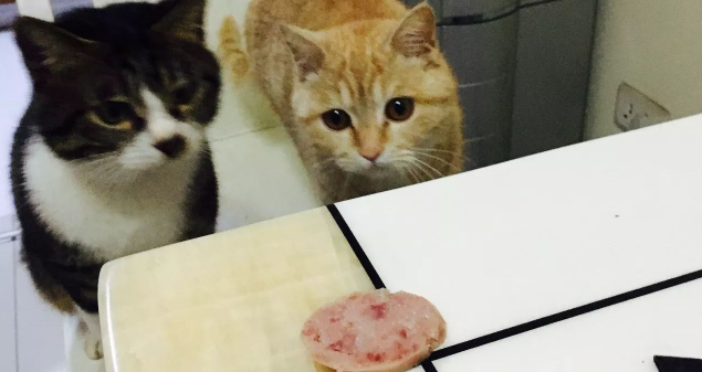 网友只是用一块肉，就试出了猫夫妇的内心戏 