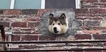网爆：“主人在外墙为狗狗量身制作狗头洞”新闻火了
