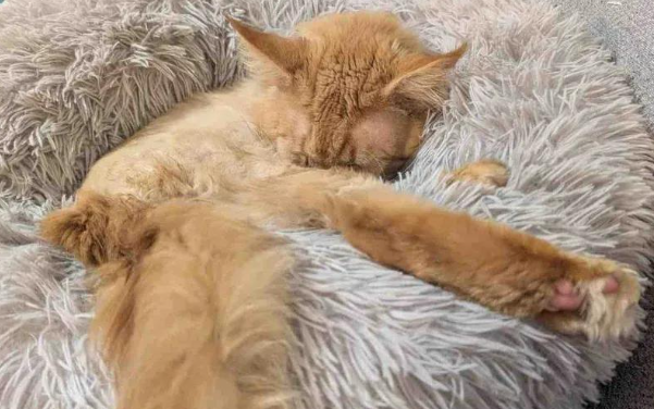 流浪猫长得像狮子没人敢惹，被救后反差太大