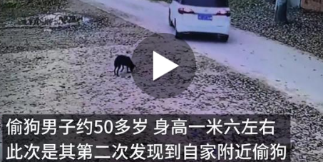 男子驾驶套牌车屡次进村偷狗，狗主人当场发现喝斥驱离