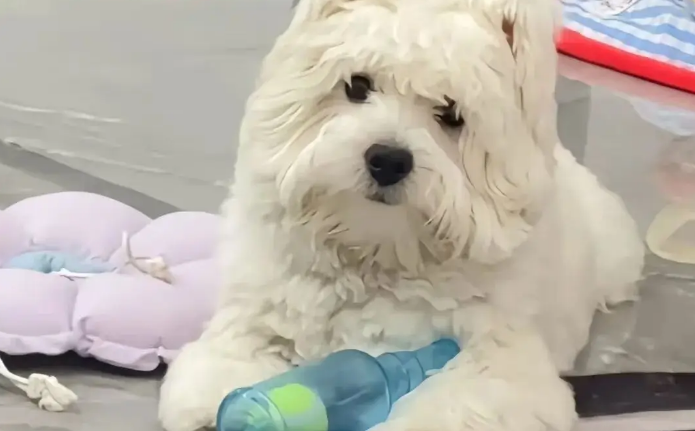 狗子玩发声玩具，惊恐发现发声的竟然是自家主人