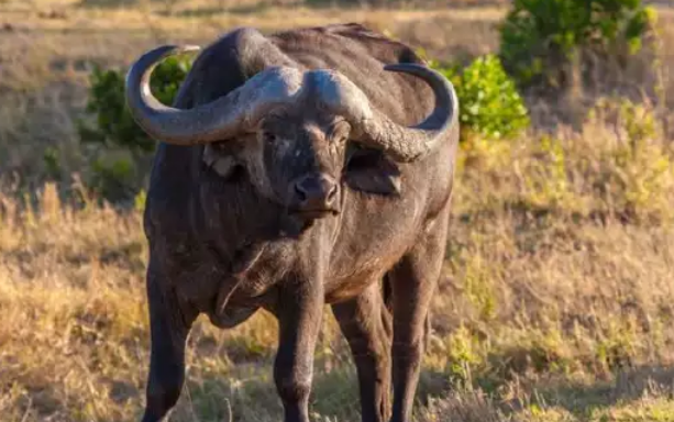 给野牛平头哥的胆子，估计它们能把非洲的狮子撞死