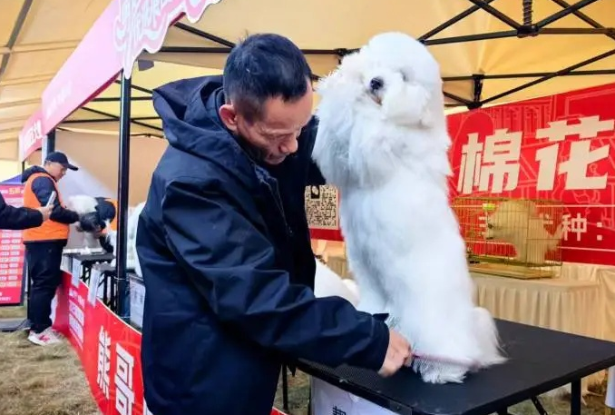 打造“萌宠之都”新名片！辽宁鞍山铁西区宠物产业大会点燃冬日经济