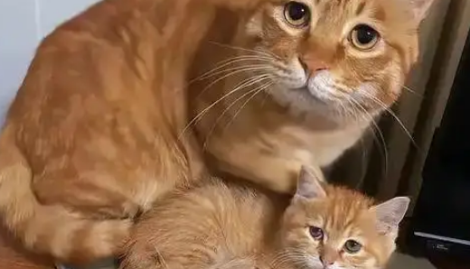 猫妈带娃也看颜值，丑娃全丢给铲屎官，家庭“帝”位一目了然