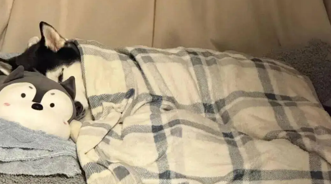 哈士奇睡觉必须盖被子，主人无语：你不是西伯利亚来的吗