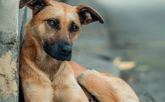 偷狗贼仅几秒就掳走路边狗，狗狗同伴听到惨叫狂追不舍