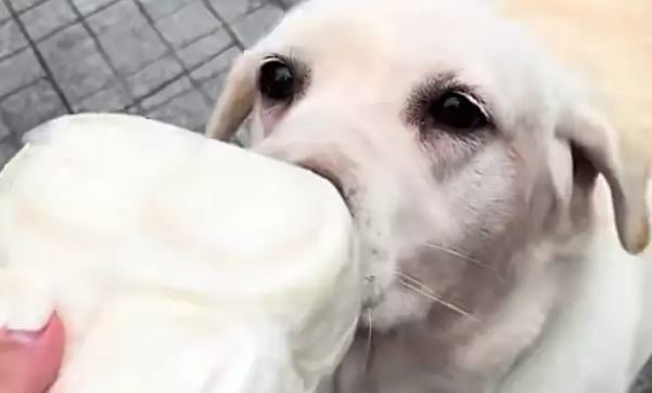 吃馒头的拉布拉多看到馒头老板没来，直接化身“望馍犬”