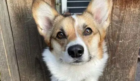 柯基很爱跟路人玩，主人为它做了个招牌，整条街都成了它的粉丝