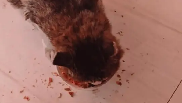 男子分享23岁老猫的生活日常，能吃能睡非常乖巧