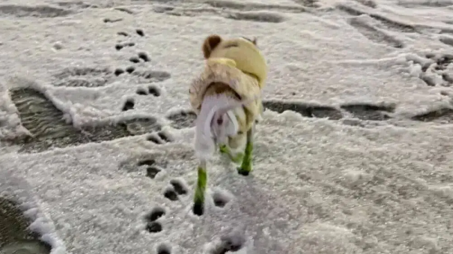 下雪天主人带吉娃娃出门尿尿，哈哈哈它的穿搭好像老婶子
