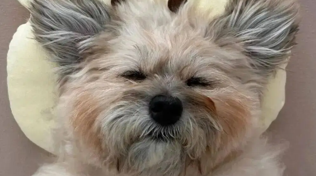 狗狗睡觉时往往很警觉，但网友家的狗……哈哈哈哈！