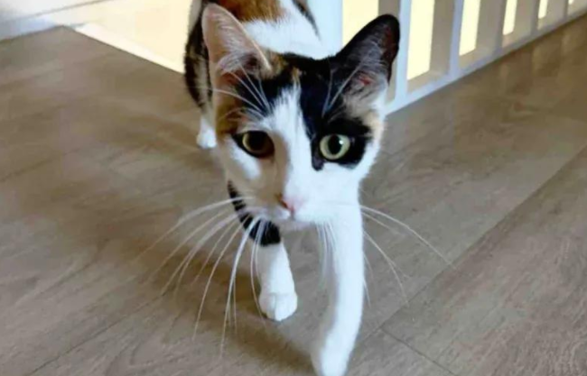 流浪猫妈获救产崽，谁曾想命运弄人，小猫接连遭遇生死劫！