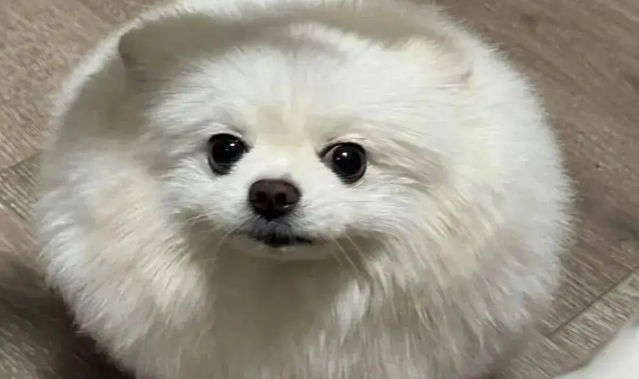 网友说她家博美是辆小狗车，还是会悬浮的那种！