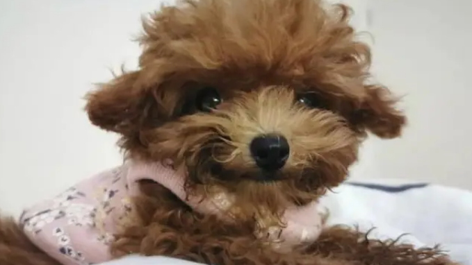 将茶杯泰迪交给妈妈养，半年后变成新品种——茶缸泰迪？