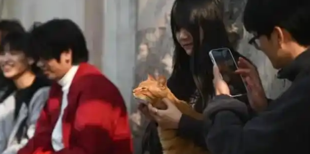 重庆流浪猫公园：治愈的是猫，更是我们这座城