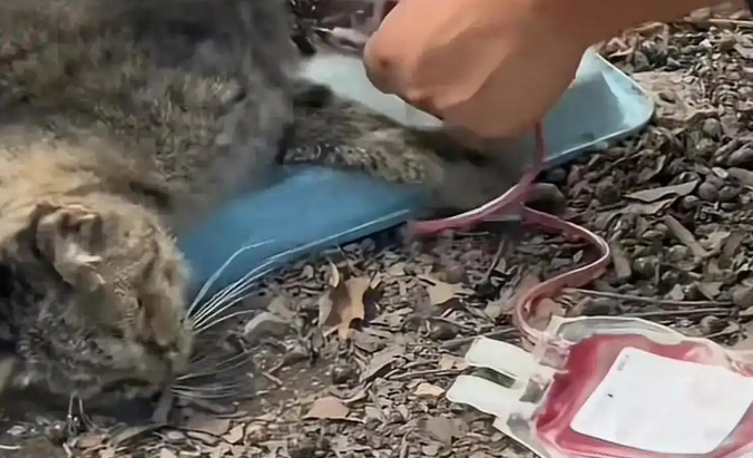 动物血库灰色产业链曝光，画面触目惊心