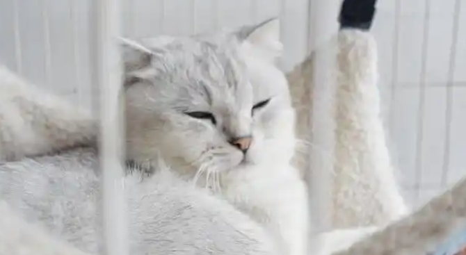 宠物猫年交易额高达10-20亿元～沈阳正将“萌力”转化为实实在在的发展动能