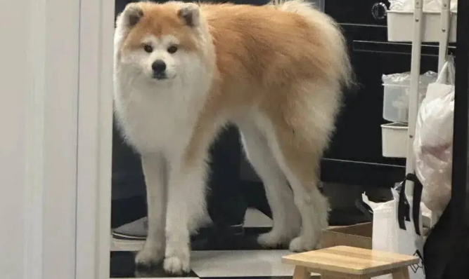 网友说她家秋田犬腿特别长，绝了……P都不敢这么P