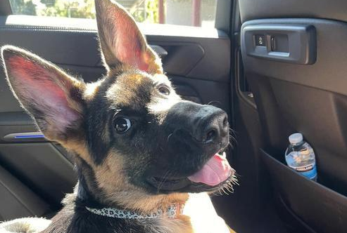 拆掉副驾让爱犬乘坐，刹车时狗子直撞控制台，网友笑评物理课堂