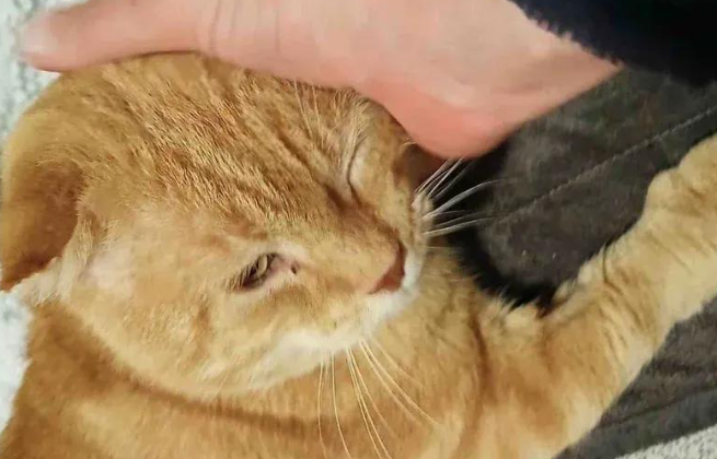 流浪六年的烂耳橘猫，被抓后查出猫艾滋