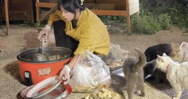 女孩蹭婚宴3年打包剩菜喂流浪猫温暖行动延续生命