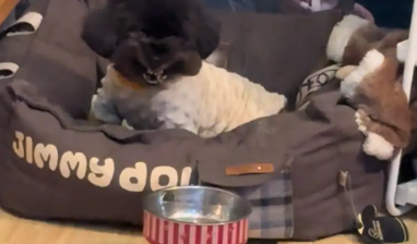 泰迪对人和狗是两幅面孔。网友：这才是老戏骨