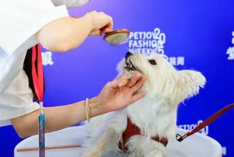 打造人宠时尚盛事 宠物时装周即将开幕
