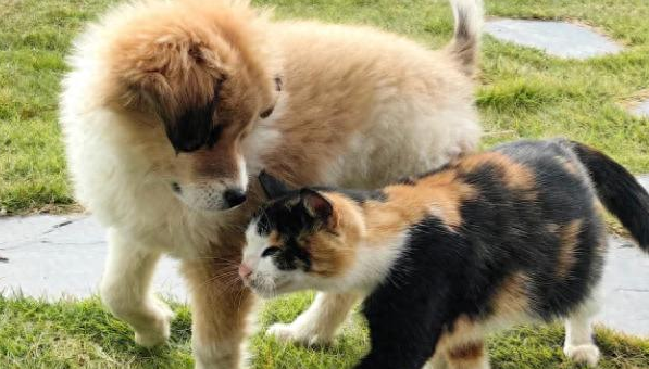 村中小狗带回流浪三花猫，暖心相伴太治愈