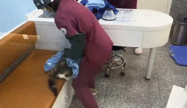 猫咪绝育前上蹿下跳，根本捉不住，像火锅里狡猾的宽粉 