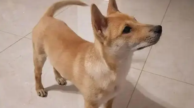 网购金毛收到小土狗，被商家神回复气笑，从嫌弃到真香只用半年！