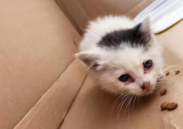 停车场偶遇小可怜，路人出手相助，三个月后它活成了小太阳