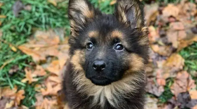 一只德牧宝宝的照片走红，网友惊呼：这就是我的心上狗