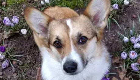 柯基很爱跟路人玩，主人为它做了个招牌，整条街都成了它的粉丝