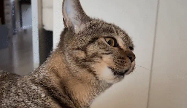 女子烫了个头，把猫咪吓着了。猫：你给谁俩炸毛呢