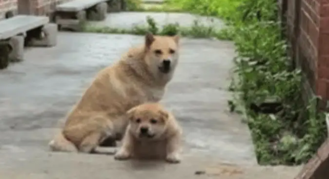 养 14 年老狗意外生下独生女，网友评论看哭：它一生都在为家操心