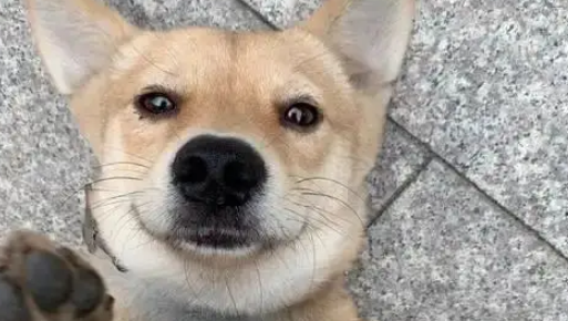 受伤小狗遭主人遗弃，医院里它仍摇尾巴，无奈医药费成无底洞