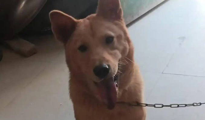 托运途中宠物狗丢失 商家拒赔称司机遭狗咬伤