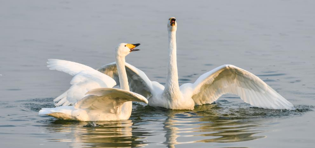 已超5000只！黄河湿地变身西伯利亚越冬大天鹅栖息地