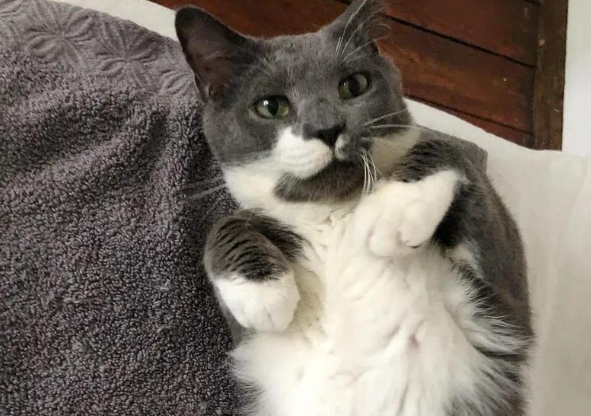 被困干洗店数月，猫咪饿成纸片